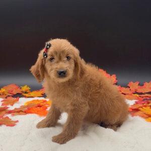 Petland Miami Goldendoodle puppy available