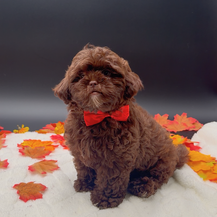 [#26549-01]  - Chocolate M ShihPoo Puppies For Sale