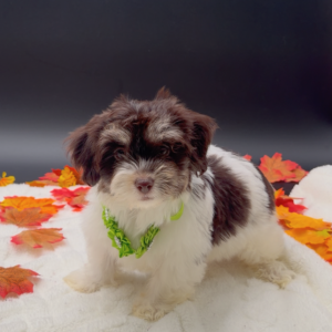 Petland Miami Havanese puppy available