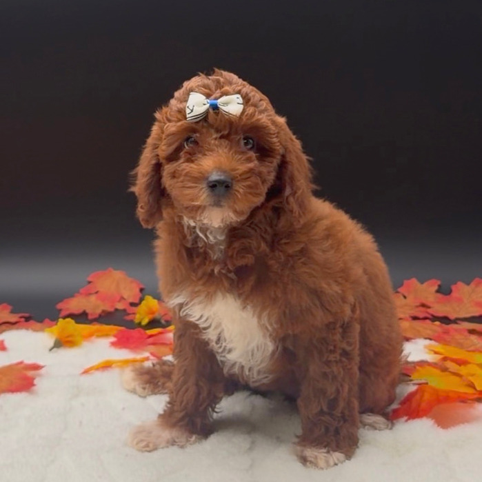 [#26548-06]  - Red F Poodle Moyen Puppies For Sale