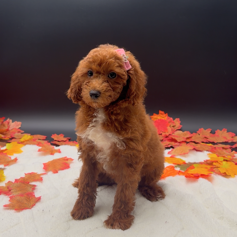 [#26548-05]  - Red F Poodle Moyen Puppies For Sale