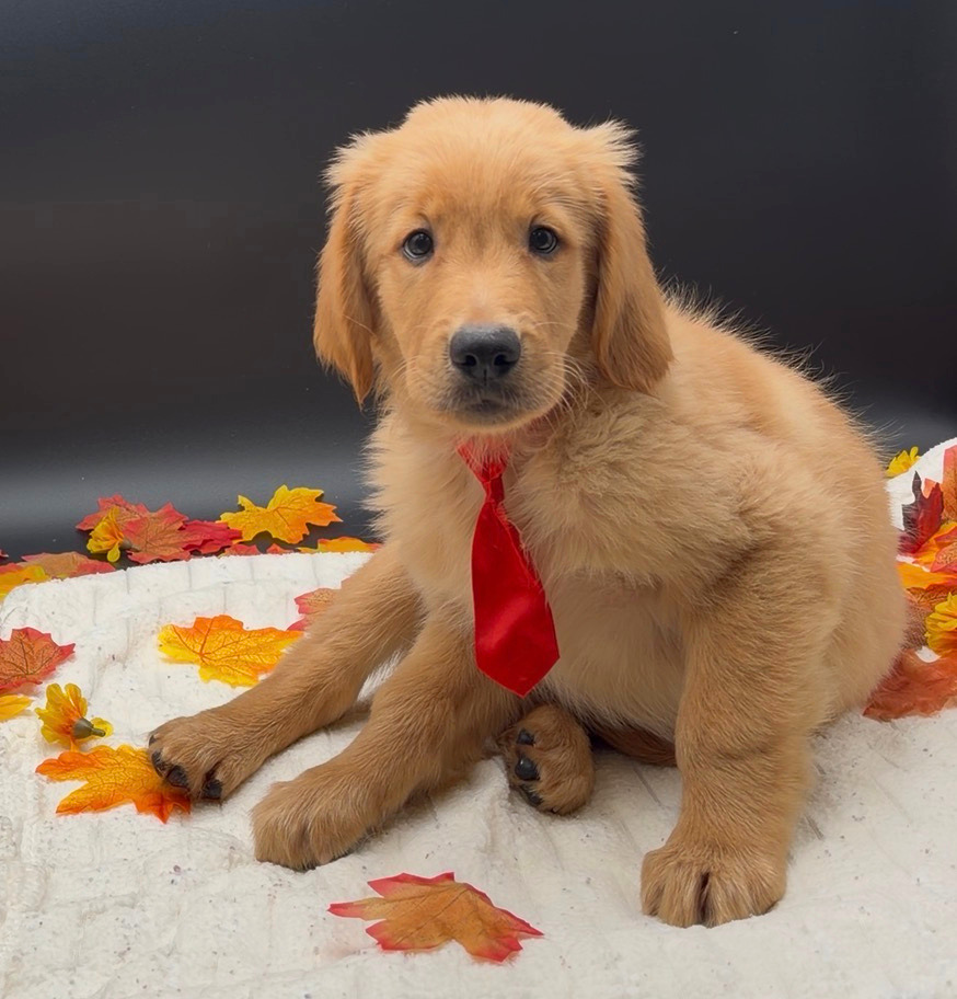[#2689-02]  - Golden M Golden Retriever Puppies For Sale