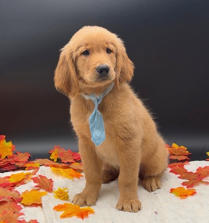 [#2689-04]  - Golden M Golden Retriever Puppies For Sale