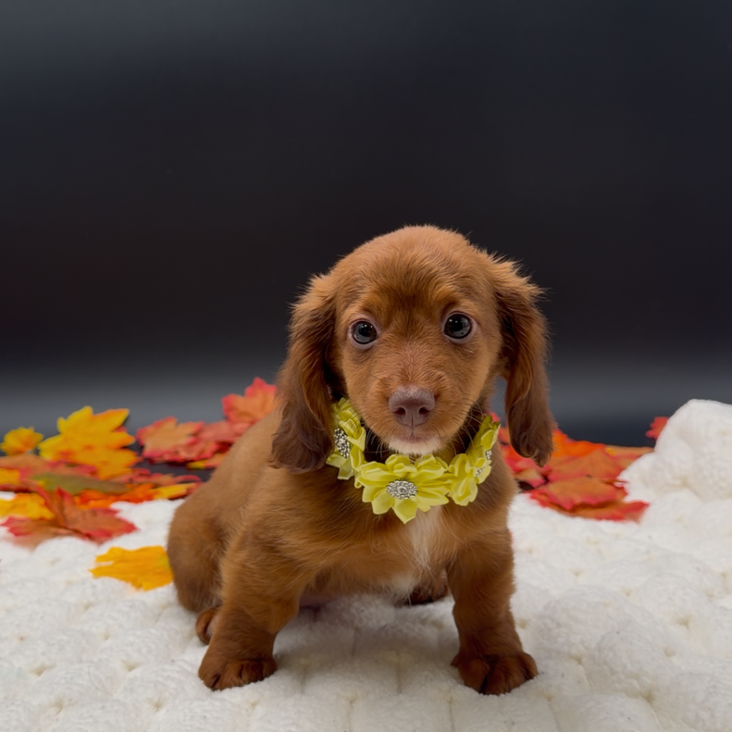 [#26521-04]  - Chocolate Sable F Dachshund Puppies For Sale