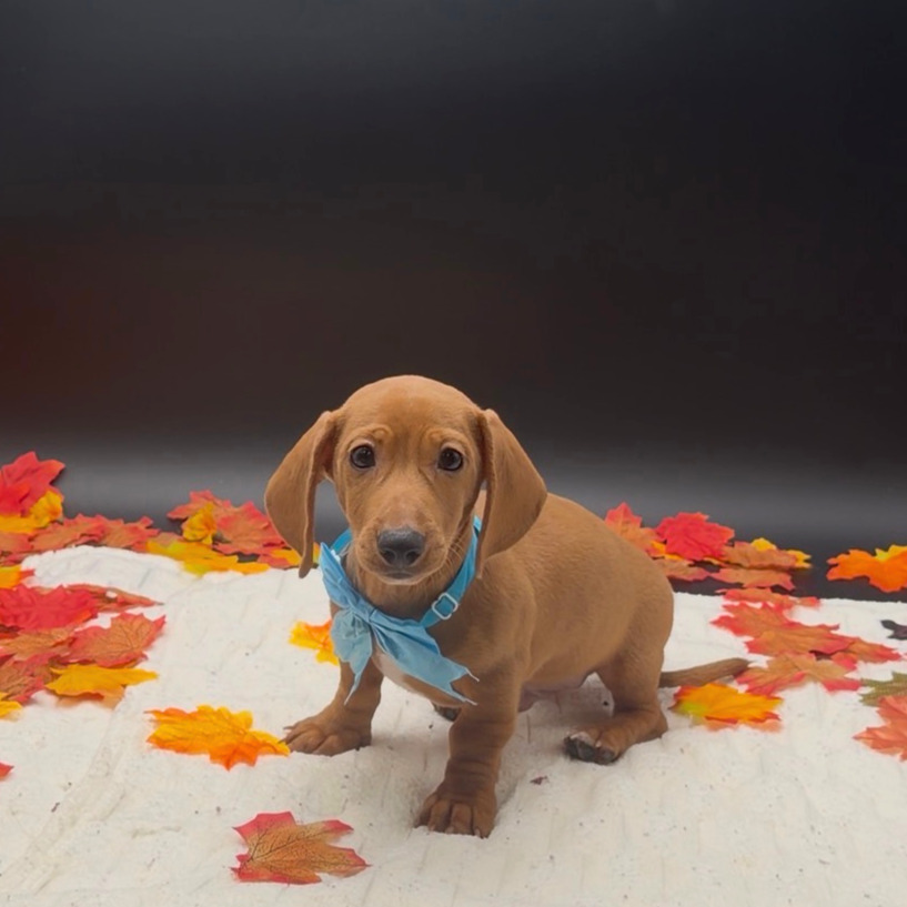 [#26490-01]  - Red M Dachshund Puppies For Sale