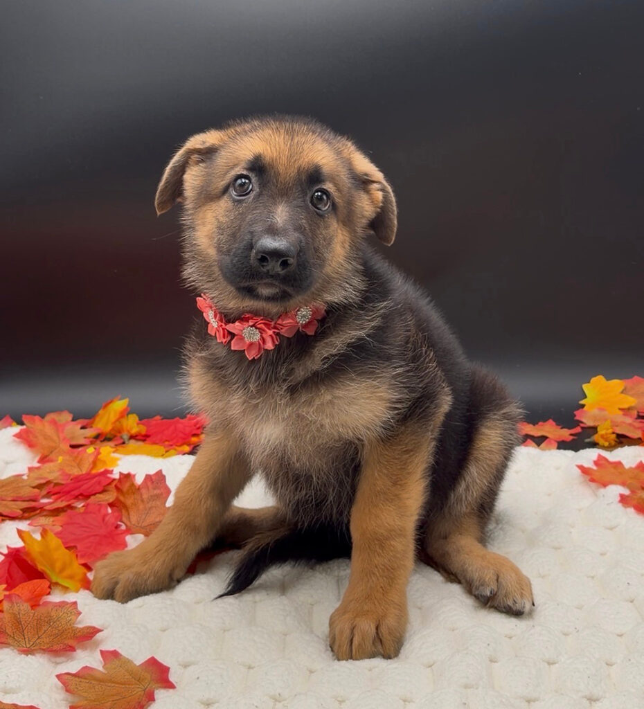 [#26252-07]  - Black / Tan F German Shepherd Dog Puppies For Sale
