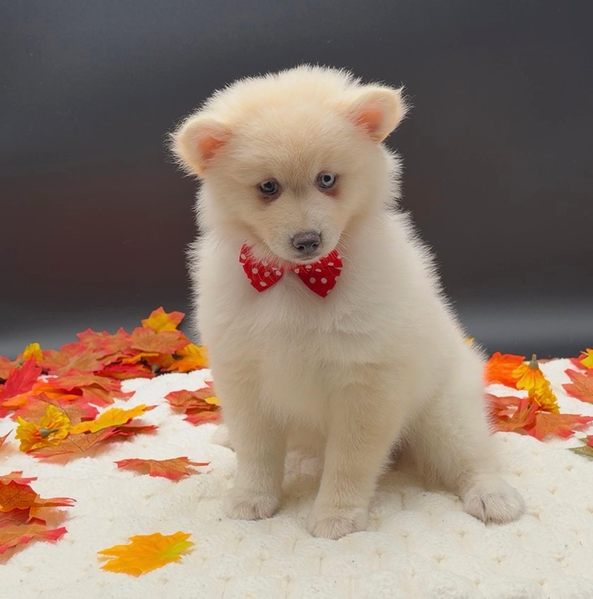 [#26245-03]  - Silver M Pomsky 2nd Gen Puppies For Sale