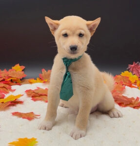 Petland Miami Shiba Inu puppy available