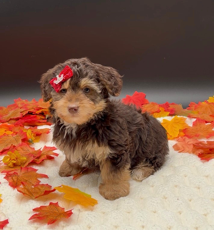 [#261636-03]  - Chocolate / Tan F Yorkiepoo Puppies For Sale