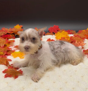 Petland Miami Miniature Schnauzer puppy available