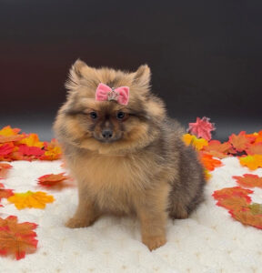 Petland Miami Pomeranian puppy available