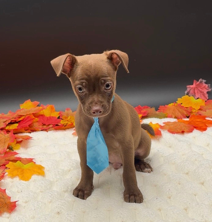 [#26218-01]  - Chocolate M Chihuahua Puppies For Sale