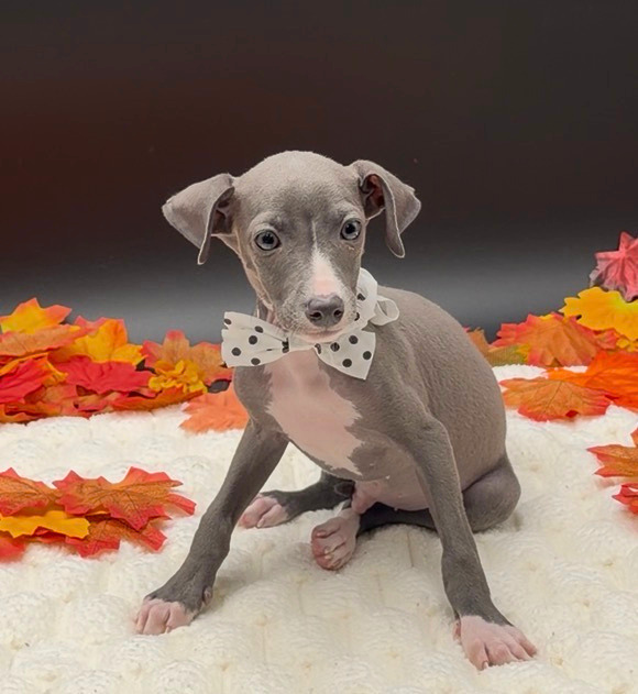 [#26221-04]  - Blue / White M Italian Greyhound Puppies For Sale