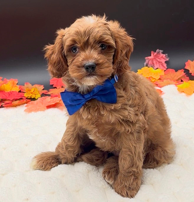 [#26240-01]  - Apricot M Cavapoo Puppies For Sale