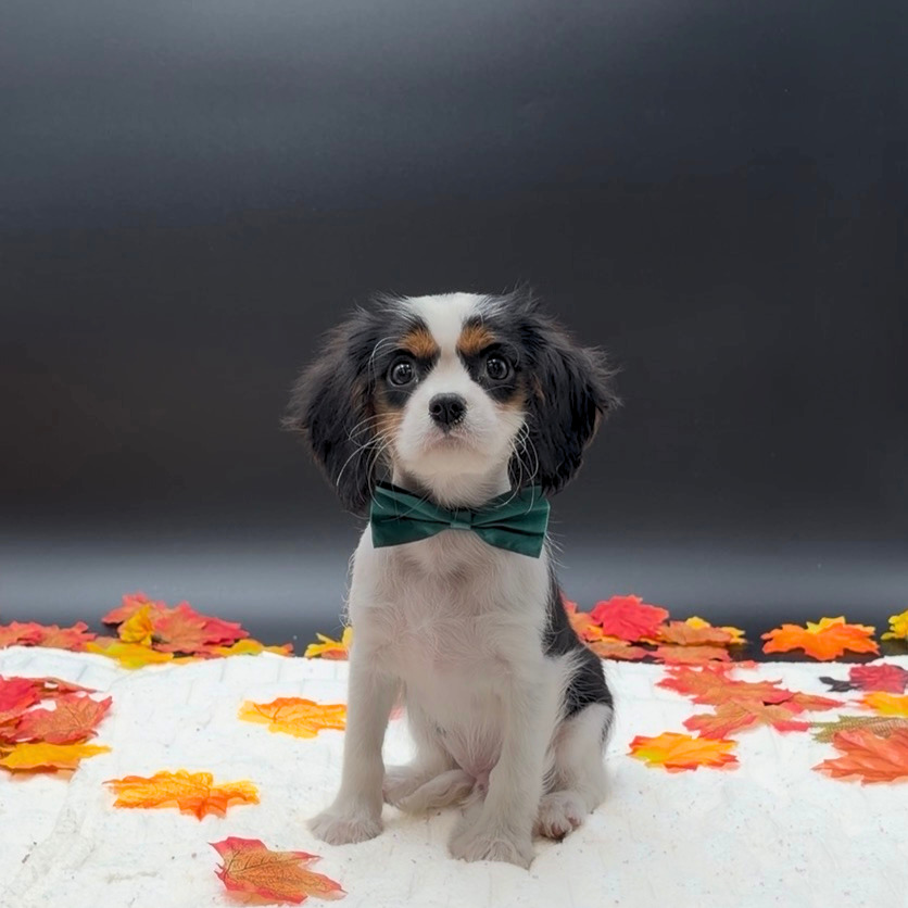 [#26462-02]  - Black White / Tan M Cavalier King Charles Spaniel Puppies For Sale