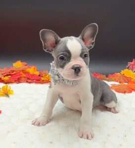 Petland Miami Boston Terrier puppy available