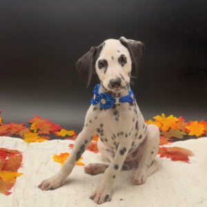 Petland Miami Dalmatian puppy available