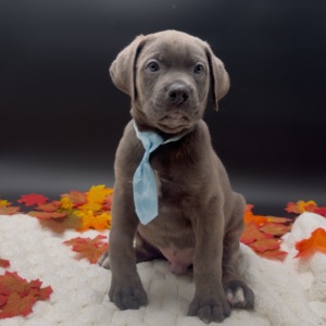 Petland Miami Cane Corso puppy available