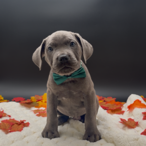 Petland Miami Cane Corso puppy available
