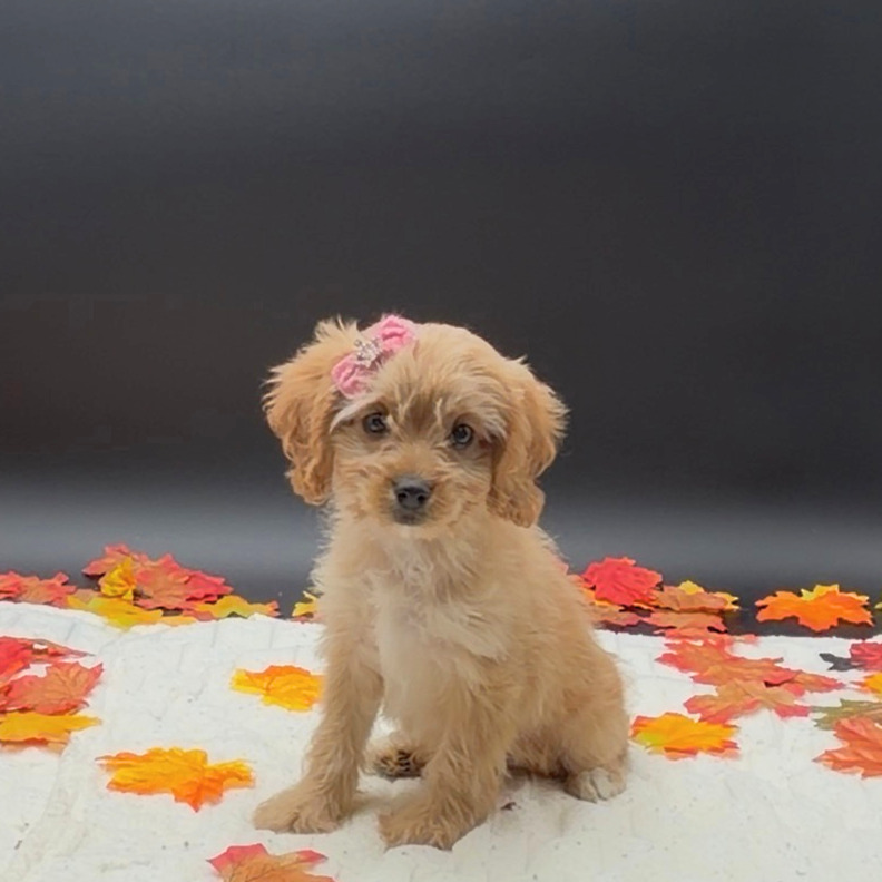 [#26249-06]  - Apricot F Cavapoo Puppies For Sale