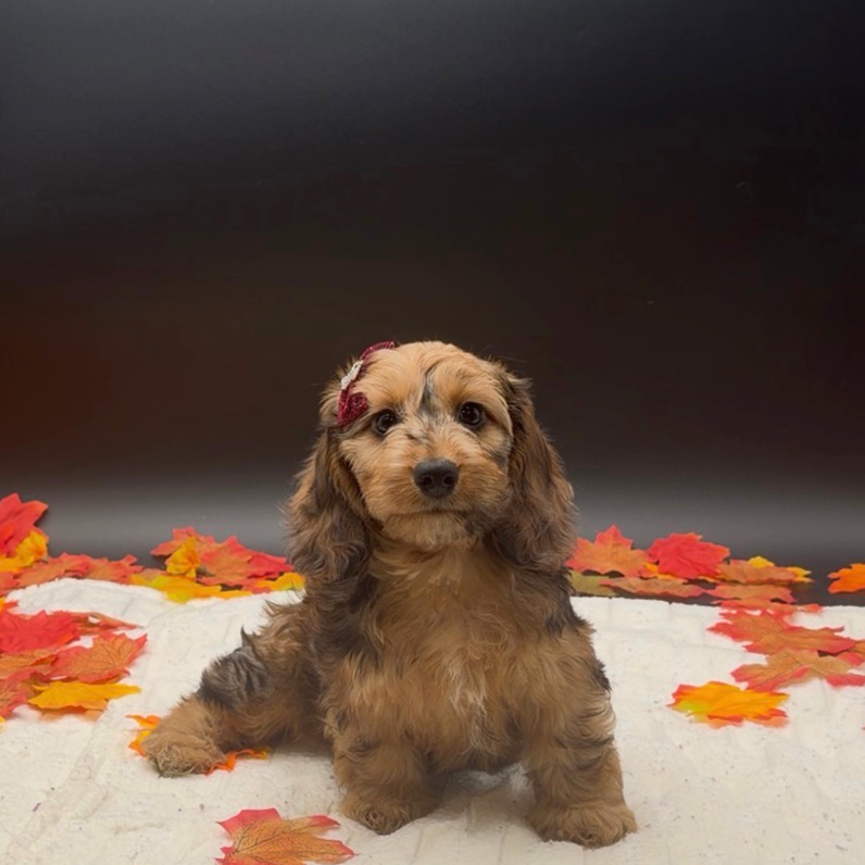 [#26528-04]  - Sable F Doxiepoo Puppies For Sale