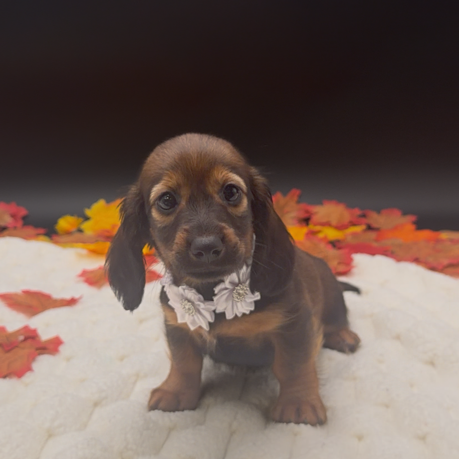 [#2633-02]  - Wild Boar F Dachshund Puppies For Sale