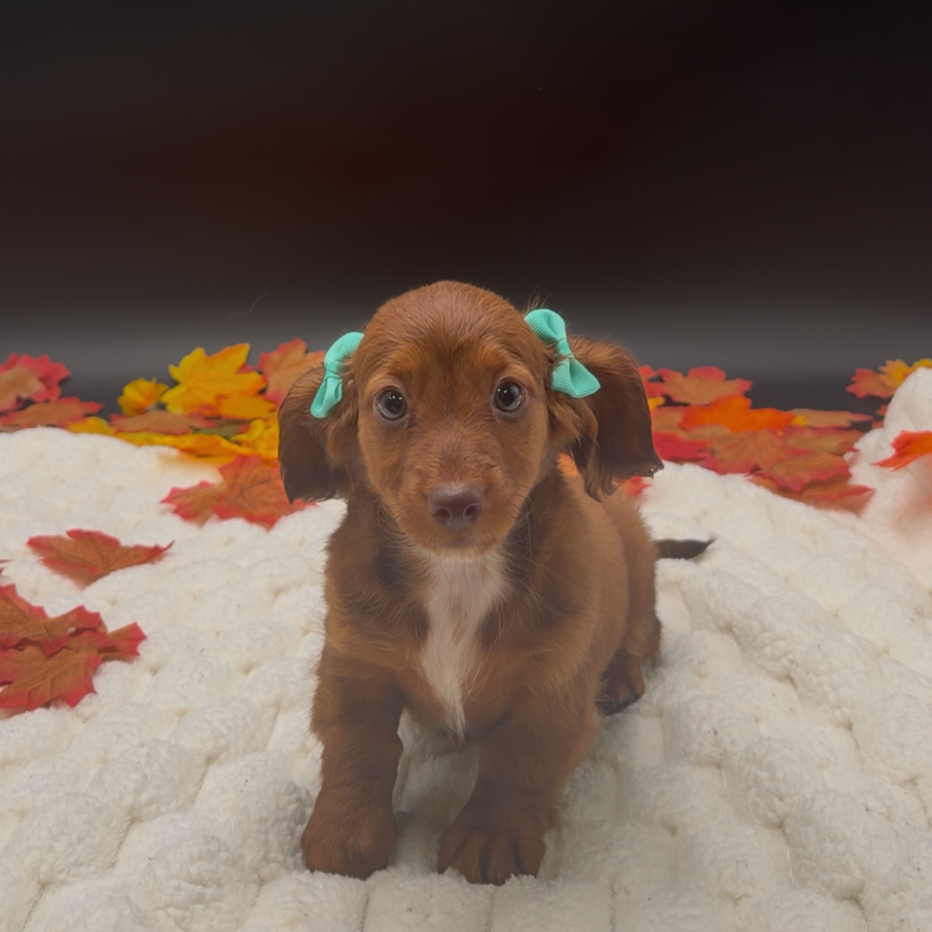 [#26521-02]  - Chocolate Sable F Dachshund Puppies For Sale