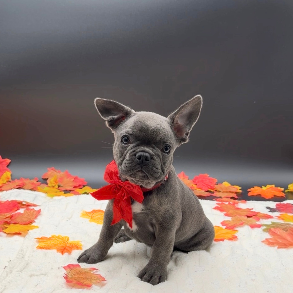 [#26531-01]  - Blue / White M French Bulldog Puppies For Sale