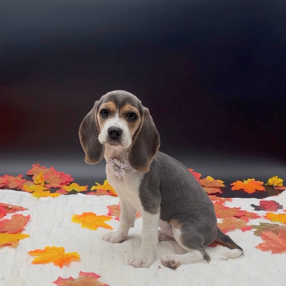 [#26511-02]  - Blue Tan / White F Beagle Puppies For Sale