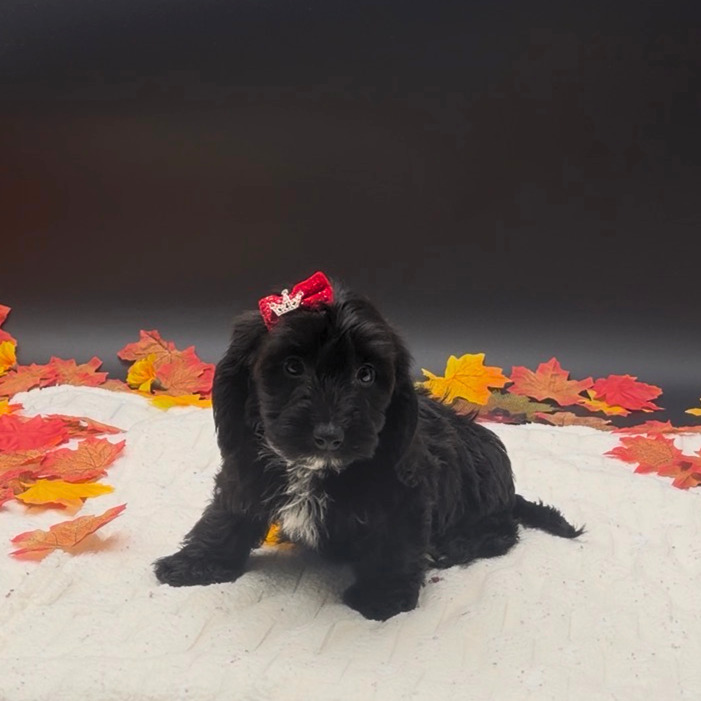 [#26528-06]  - Black F Doxiepoo Puppies For Sale