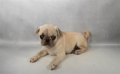 [#N08972]  - Fawn M Pug Puppies For Sale