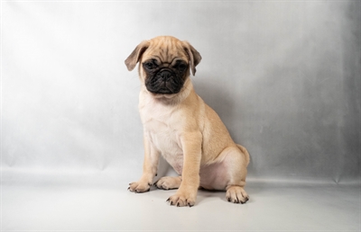 [#N09002]  - Fawn M Pug Puppies For Sale