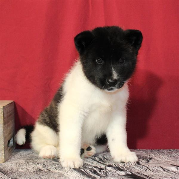 [#26453-04]  - Brindle F Akita Puppies For Sale