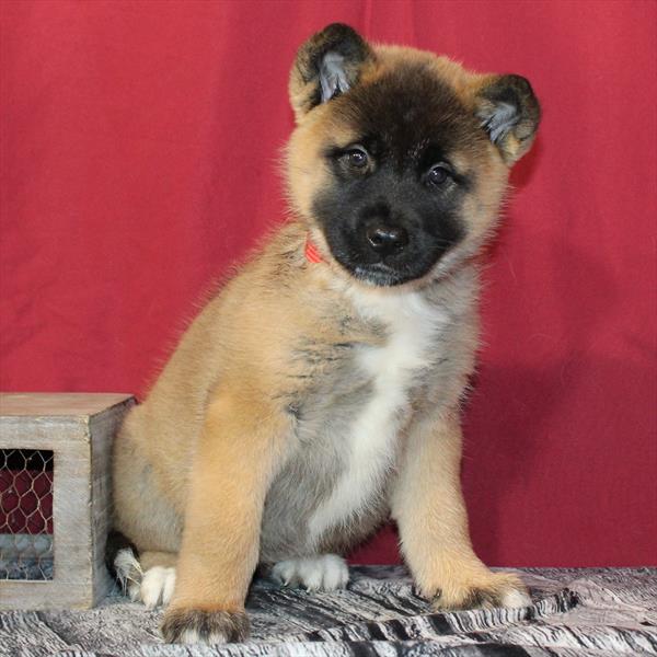 [#26453-05]  - Fawn F Akita Puppies For Sale