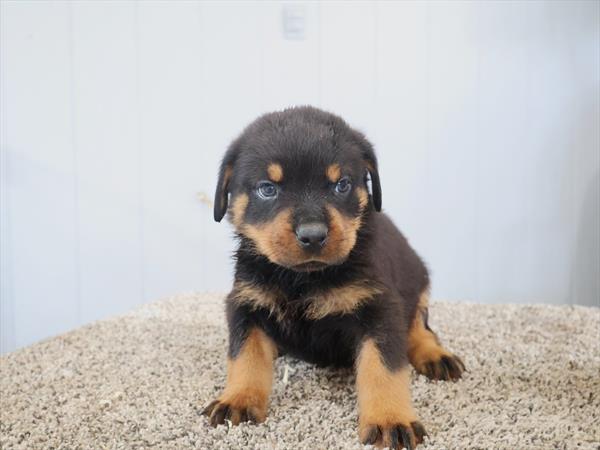 [#262014-06]  - Black / Tan F Rottweiler Puppies For Sale