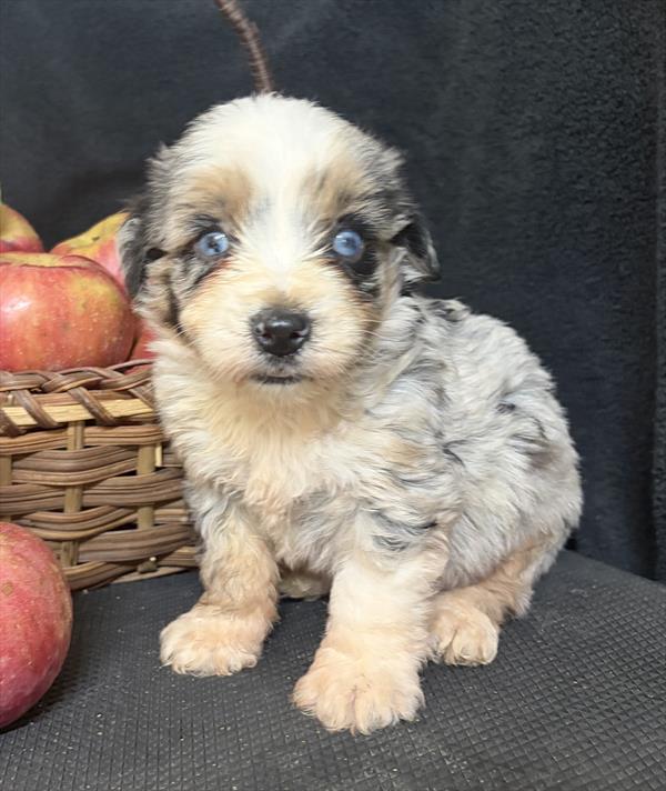 [#26109-03]  - Blue Merle / Tan M Aussiedoodle Mini Puppies For Sale