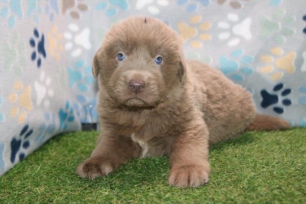 [#26310-01]  - Lavender M Newfoundland Puppies For Sale