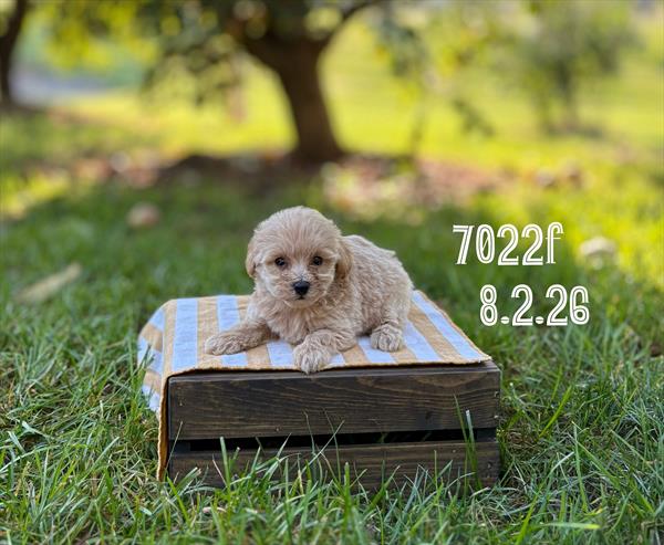 [#26554-04]  - Cream F Poodle/Bichon Puppies For Sale
