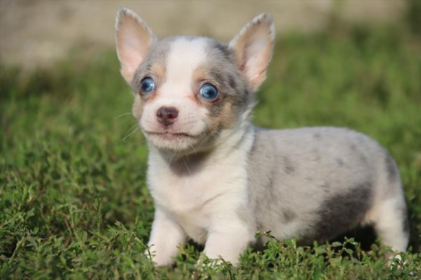 [#26108-03]  - Blue Merle / White M Chihuahua Puppies For Sale