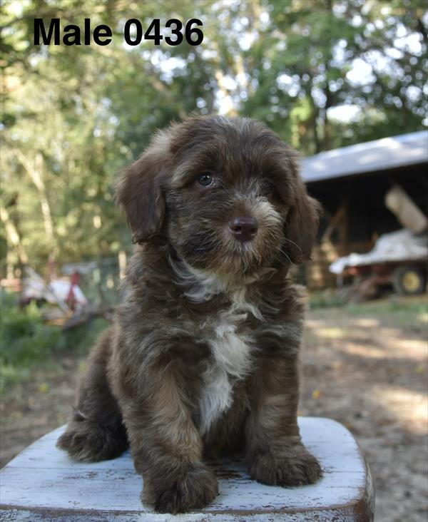 [#26558-01]  - M Bernedoodle Mini 2nd Gen Puppies For Sale