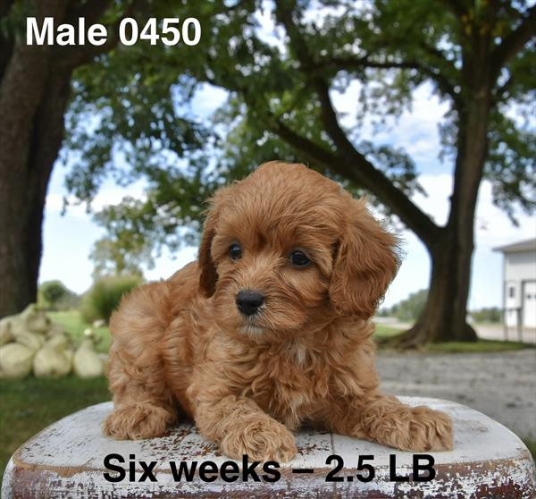 [#26564-02]  - Apricot M Poodle Mini/Cavalier King Charles Spaniel Puppies For Sale