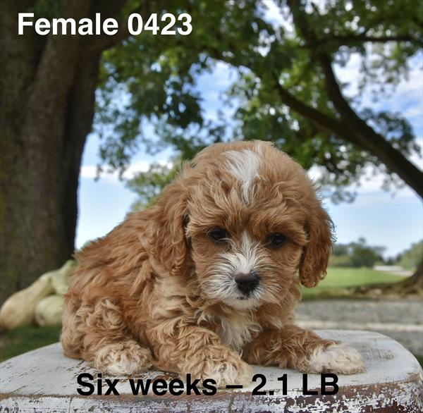 [#26564-03]  - Apricot F Poodle Mini/Cavalier King Charles Spaniel Puppies For Sale