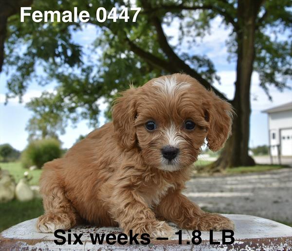 [#26564-04]  - Apricot F Poodle Mini/Cavalier King Charles Spaniel Puppies For Sale