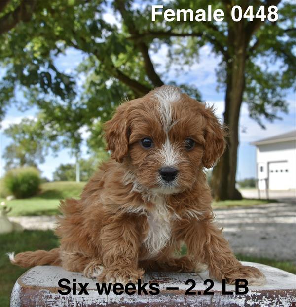[#26564-05]  - Apricot F Poodle Mini/Cavalier King Charles Spaniel Puppies For Sale