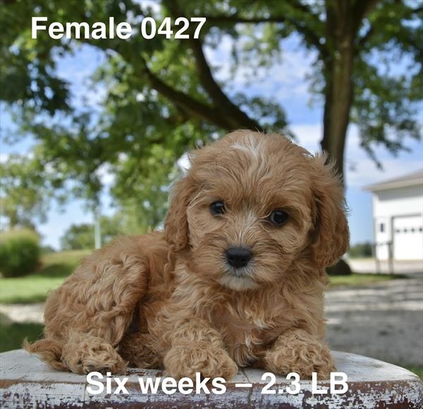 [#26564-06]  - Apricot F Poodle Mini/Cavalier King Charles Spaniel Puppies For Sale