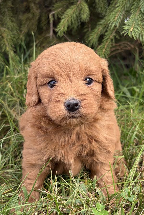 [#26117-01]  - Red F Poodle Mini/Goldendoodle 2nd Gen Puppies For Sale