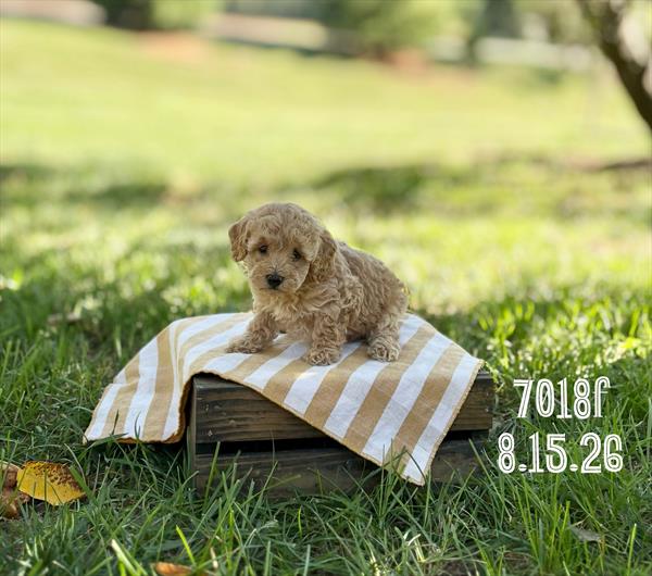 [#26567-02]  - Apricot F Poodle Mini Puppies For Sale