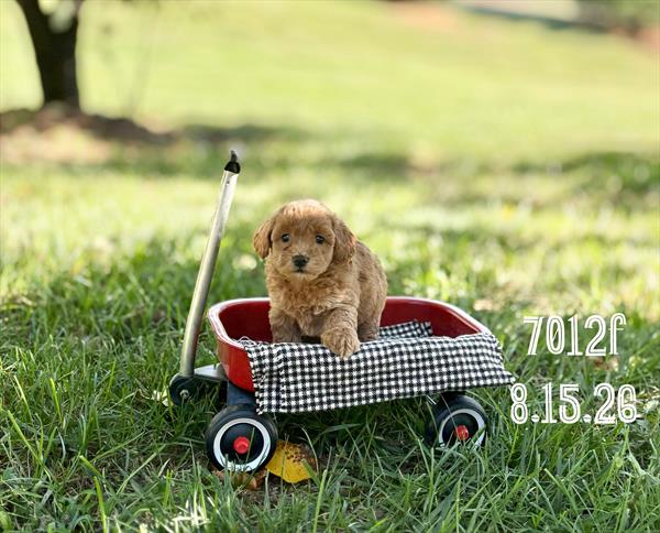 [#26567-03]  - Apricot F Poodle Mini Puppies For Sale
