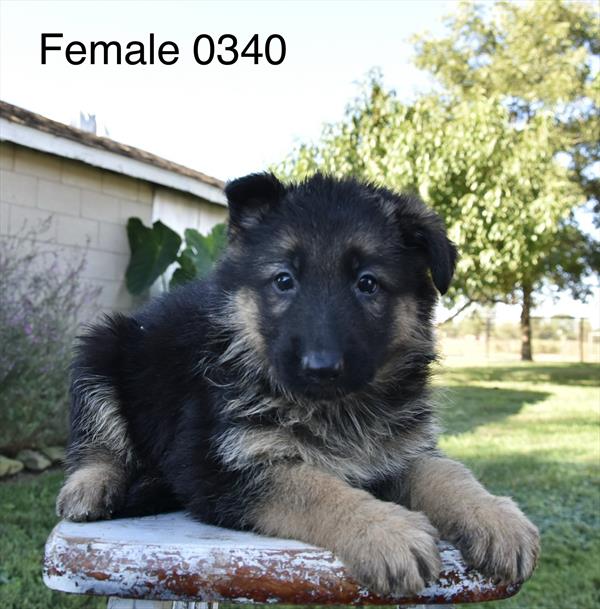 [#26573-01]  - Black / Tan F German Shepherd Dog Puppies For Sale