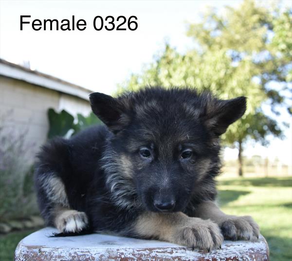 [#26573-02]  - Black / Tan F German Shepherd Dog Puppies For Sale